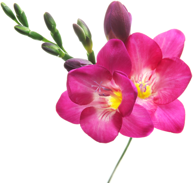 Background image of a flower